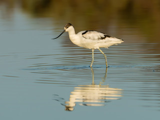 Pied Avocet with Reflection