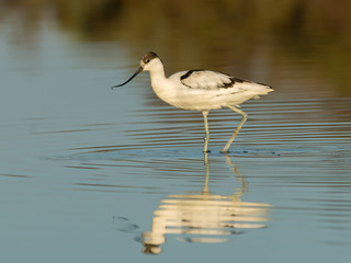 Pied Avocet with Reflection
