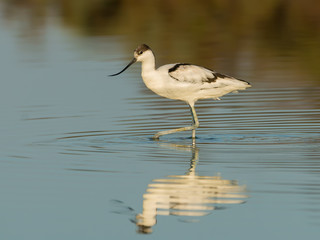 Pied Avocet
