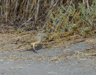 Crested Lark