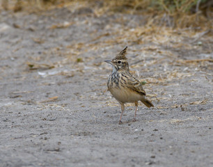 Crested Lark