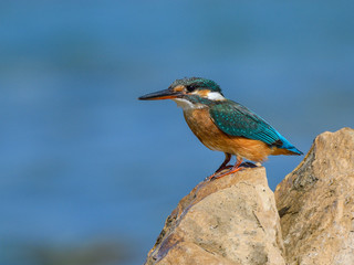 Fototapeta premium Common Kingfisher