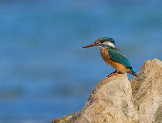 Common Kingfisher
