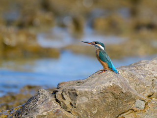 Common Kingfisher