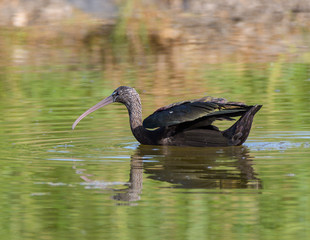 Glossy Ibis Swimming