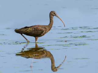 Glossy Ibis