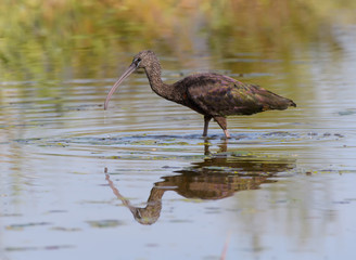 Glossy Ibis