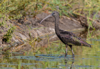 Glossy Ibis