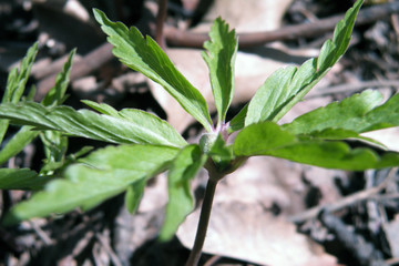 First flowers