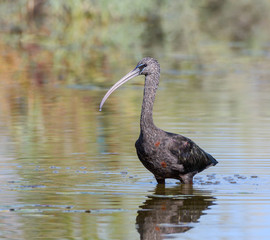 Glossy Ibis