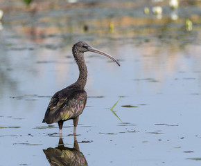 Glossy Ibis