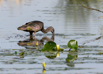 Glossy Ibis