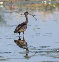 Glossy Ibis  with Reflection