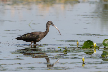 Glossy Ibis