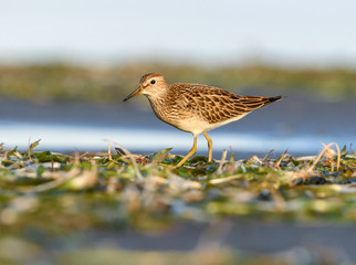 Pectoral Sandpiper