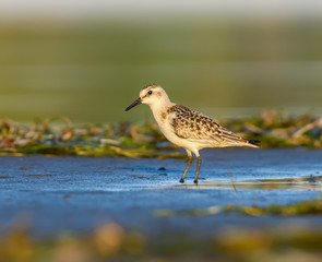Sanderling