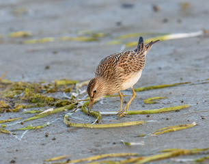 Pectoral Sandpiper Foraging