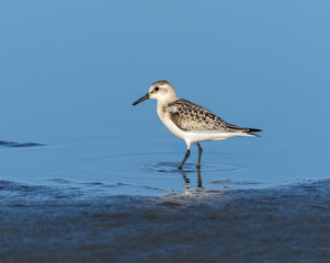 Sanderling