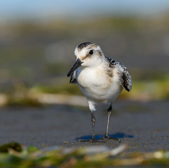 Sanderling Portrait in Spring