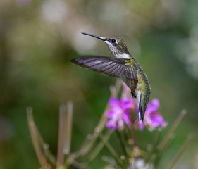 Fototapeta na wymiar Ruby-throated Hummingbird in Flight Collecting Nectar from Purple Flowers