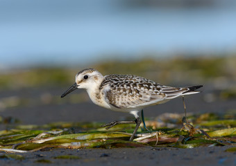 Sanderling Portrait in Spring