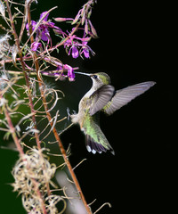 Female Ruby-throated Hummingbird Drinking Nectar from Purple Pink Flower