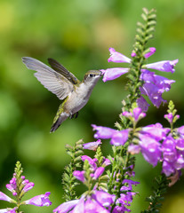 Female Ruby-throated Hummingbird Drinking Nectar from Purple Pink Flower
