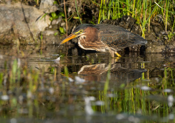 Green Heron Fishing