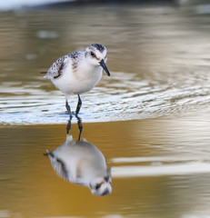 Sanderling with Reflection in Early Morning Light