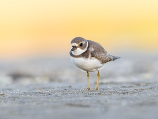 Semipalmated Plover in Early Morning Light