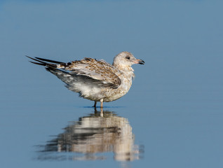 Juvenile Ring-billed Gull with Reflection
