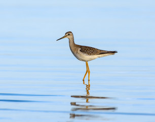 Lesser Yellowlegs with Reflection
