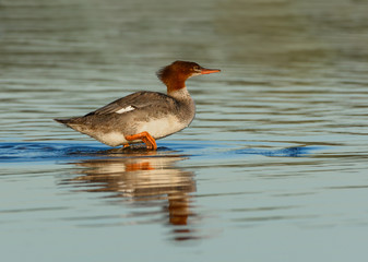 Common Merganser