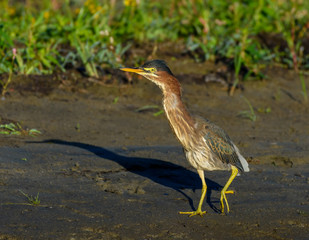 Green Heron Walking