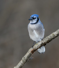 Blue Jay Portrait in Winter
