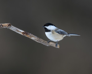 Black-Capped Chickadee in Winter