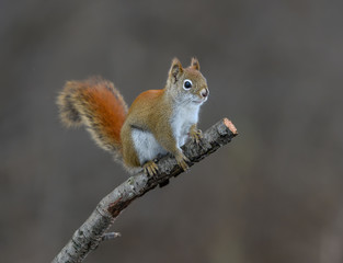 American Red Squirrel Portrait