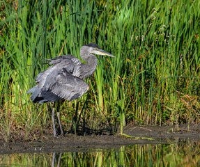 Great Blue Heron 