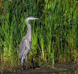 Great Blue Heron 