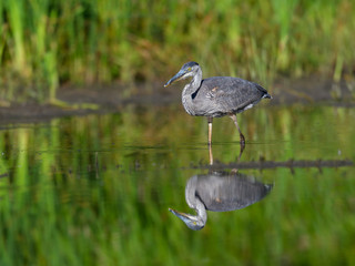 Great Blue Heron with Reflection Fishing