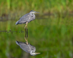 Great Blue Heron with Reflection Fishing