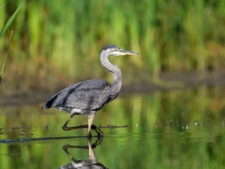Great Blue Heron with Reflection