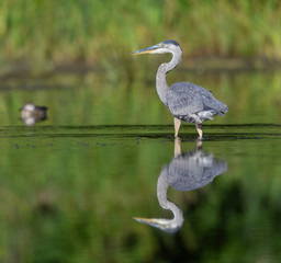 Great Blue Heron with Reflection 
