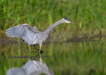 Great Blue Heron with Reflection Fishing