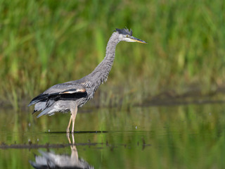 Great Blue Heron Fishing