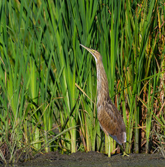 American Bittern