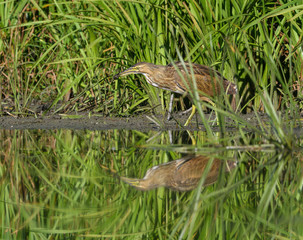 American Bittern