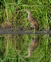 American Bittern