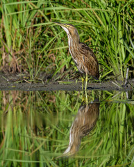 American Bittern with Reflection Fishing
