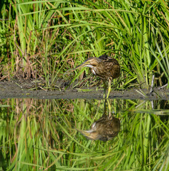 American Bittern with Reflection Fishing